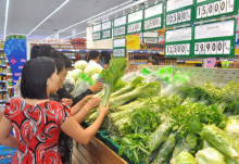 Mô hình trồng rau sạch ở Phong Điền được chú trọng